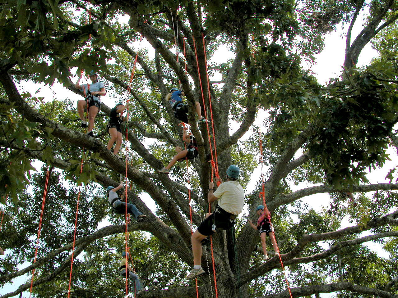 Panola Mountain tree climbing.jpg